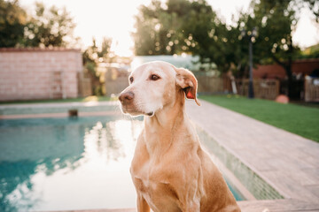 cute dog standing by swimming pool at sunset in backyard