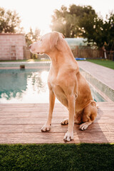 cute dog standing by swimming pool at sunset in backyard