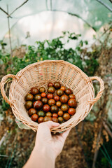 unrecognizable woman hand holding basket of tomatoes at vegetable garden in greenhouse