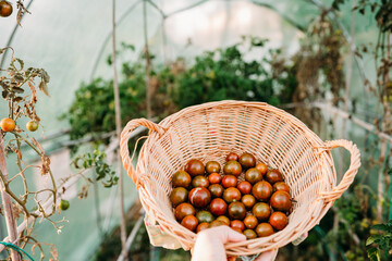 unrecognizable woman hand holding basket of tomatoes at vegetable garden in greenhouse