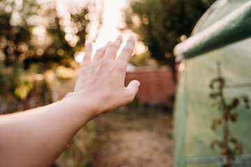 unrecognizable woman hand at vegetable garden greenhouse at sunset. self sufficiency concept