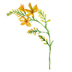 
Watercolor yellow flower twig isolated on white background.
