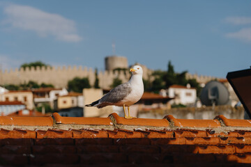 Beautiful white seagull on the city roof on a sunny day