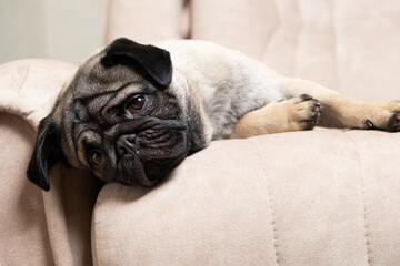 A one-year-old pug lies on a light beige sofa, a place for text. Purebred small dogs, pet shop.