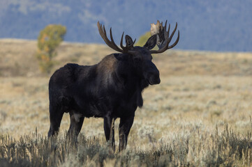 Bull Moose During the Rut in Wyoming in Autumn