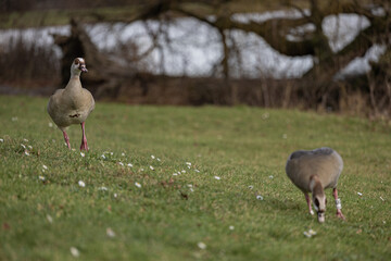 Obraz na płótnie Canvas Pair of Egyptian geese are grazing on the grassland