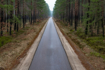 Asphalt road leading through a pine forest. Rainy day.