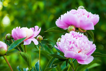 Fototapeta na wymiar Pink white peony flowers in a summer garden, close up photo