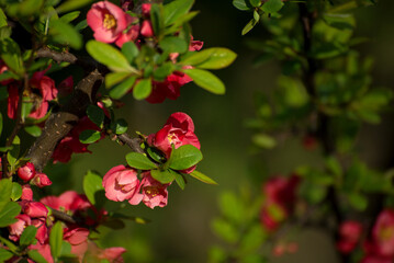 Romantic wedding or gift card background with sakura blossoms in a spring. Beautiful gentle pink flowers under sunlight