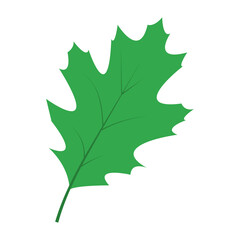 green maple leaf  autumn