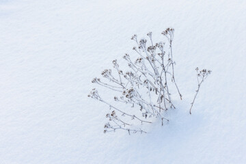 Dry frozen flowers are in a snowdrift, close up photo