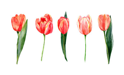 Watercolor pink tulips. flower nature set isolated on white background