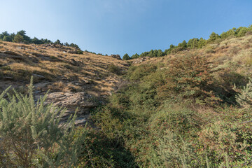 vegetation in a Sierra Nevada mountain