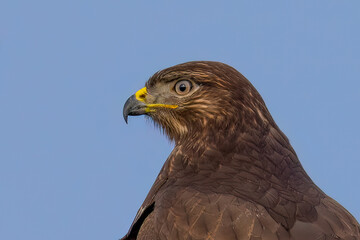 Der Mäusebussard (Buteo buteo)