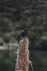 Raven