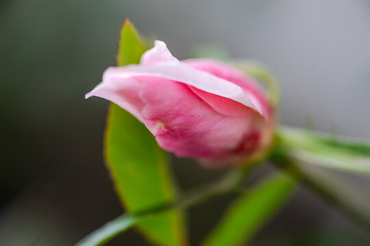 Rose bud flower in the garden