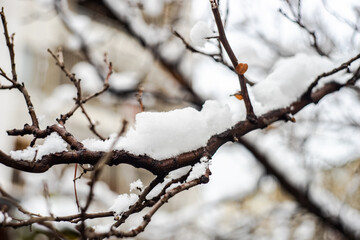 Tree branches under the snow