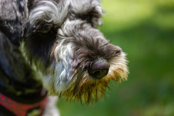 Naklejka na ściany i meble Puppy Zwergschnauzer muzzle close up. Grey dog's muzzle on a green grass background. One hunting guarding dog. Canine animal, pet breed outdoors in green park woods. Happy little doggy.