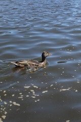 Annapolis, MD