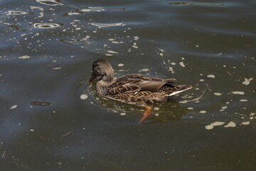 Annapolis, MD