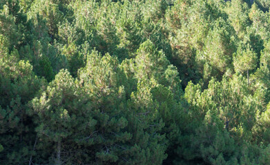 Naklejka na ściany i meble pine forest in the Sierra Nevada