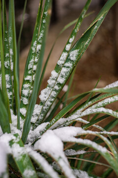 Tropical agava plant
