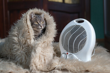 Funny cat under a blanket near a modern electric space heater. Cat basking near a portable heater...