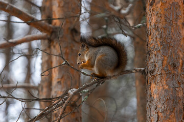 Red squirrel sits on a pine branch and eats nuts