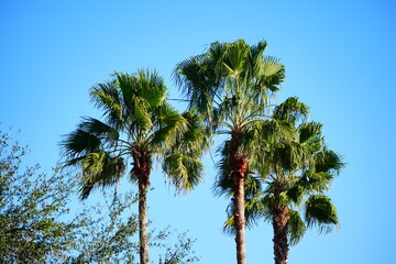 Obraz premium Palm tree and leaf in winter of Florida 