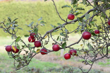 Bitter rot also known as monilia or moniliosis of red apple on the branch with blurred background in autumn garden