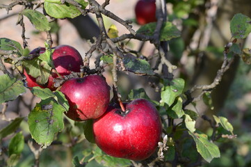 Bitter rot also known as monilia or moniliosis of red apple on the branch with blurred background in autumn garden