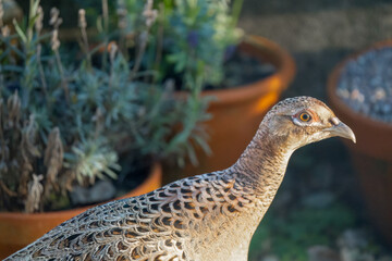 close up of a female pheasant (Phasianus colchicus) in autumn afternoon sunlight, Wiltshire UK