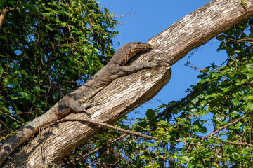 Monitor lizard chilling in the sun on a tree 