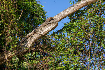 Monitor lizard chilling in the sun on a tree 