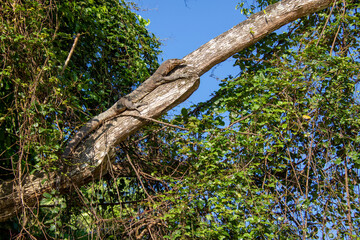 Naklejka na ściany i meble Monitor lizard chilling in the sun on a tree 