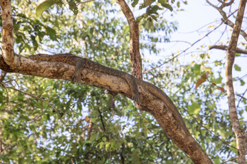 Monitor lizard chilling in the sun on a tree 