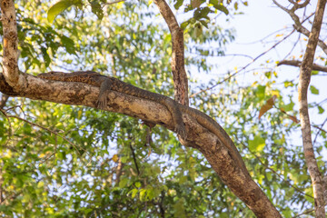 Monitor lizard chilling in the sun on a tree 