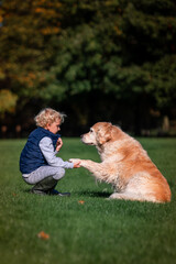 Little boy playing and training golden retriever dog in the field in summer day together. Cute child with doggy pet portrait at nature