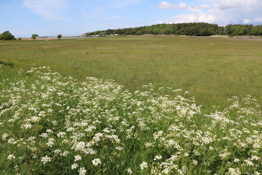 Summer at Stora Amund&ouml;n island in Gothenburg, Sweden
