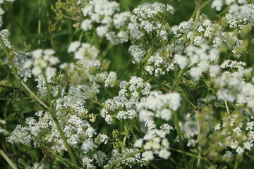 White blooming Achillea millefolium, Sweden
