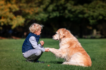 Little boy playing and training golden retriever dog in the field in summer day together. Cute child with doggy pet portrait at nature