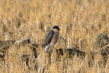 Obraz premium 冬の田んぼに潜むハイタカ