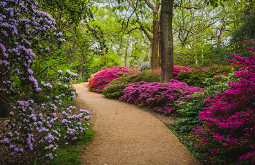 View of footpath in park with colorful blooming azalea  bushes on both sides; trees in background