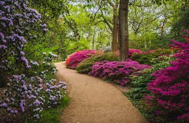 Fototapeten Azalee View of footpath in park with colorful blooming azalea  bushes on both sides  trees in background  © Lana