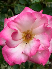 Fototapeta na wymiar pink rose flower