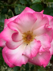 pink rose flower