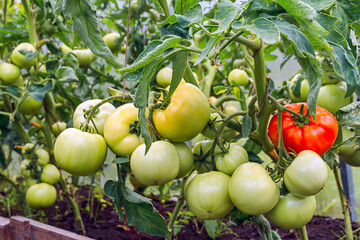 A large branch of tomatoes ripens on a bed in a greenhouse. Lots of tomatoes on the bush.