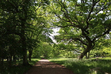 Path through the forest at Stora Amundön island in Gothenburg, Sweden