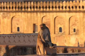 A single monkey on the wall of Nahargarh fort in Jaipur, India .