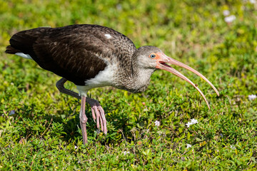 Juvenile White-faced Ibis - Florida